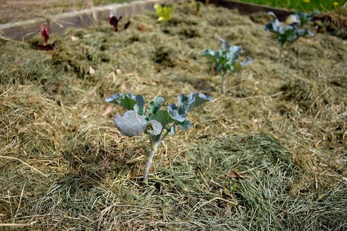 broccoli  garden  spring