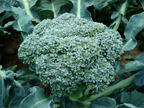 broccoli plant green