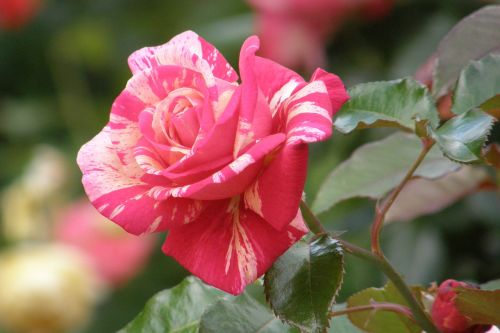 brocéliande fragrance striped rose