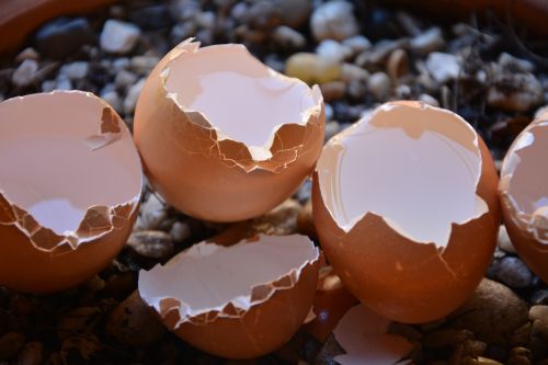 broken eggs calcium shells