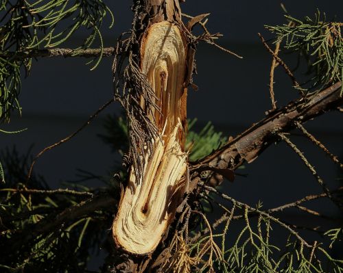 broken limb snapped branch storm damage