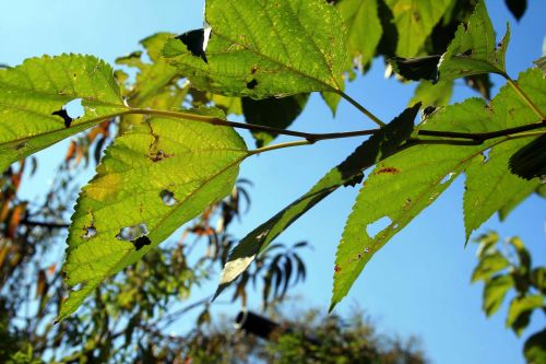 Broken Mulberry Leaves