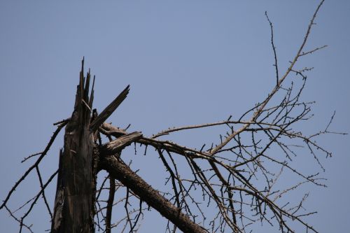 Broken Tree