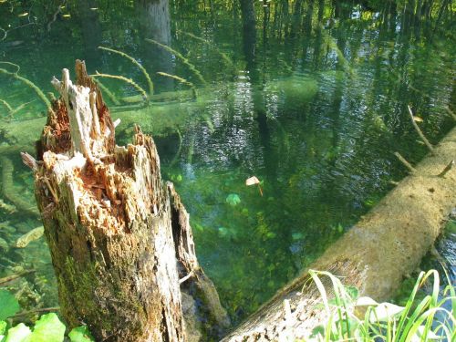 broken tree water konar