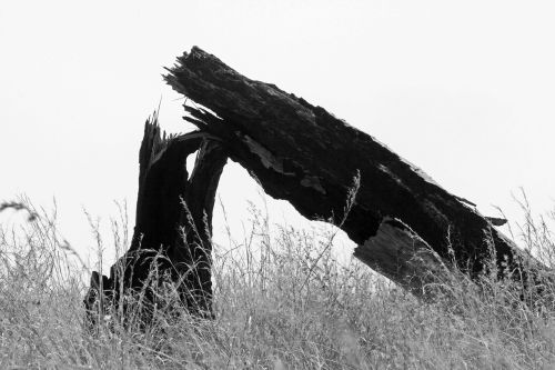 Broken Tree In B&amp;w