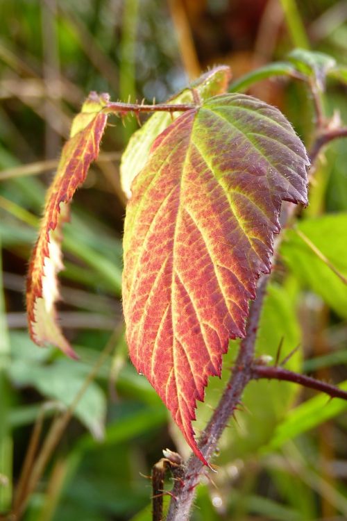 brombeerblatt leaf blackberry