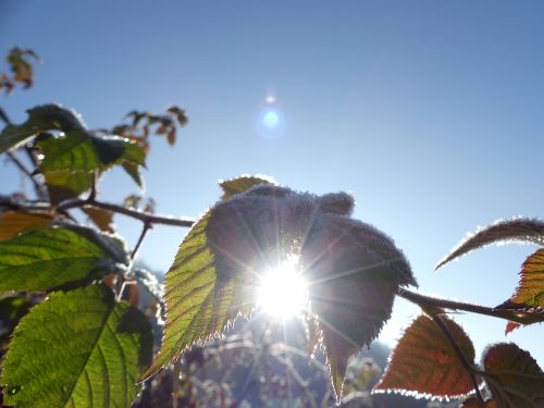 brombeerlaub sun frost