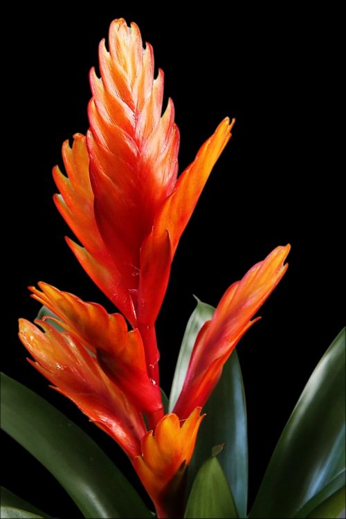 bromeliad vriesea red