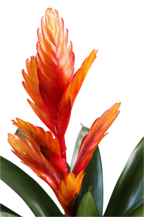 bromeliad flower blossom