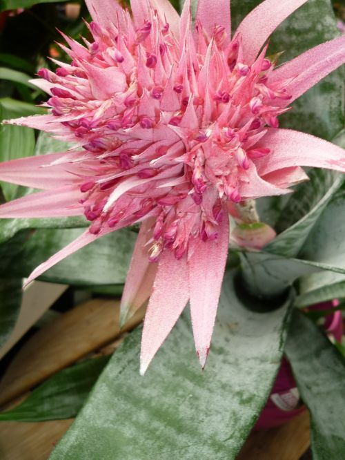 bromeliad flower pink