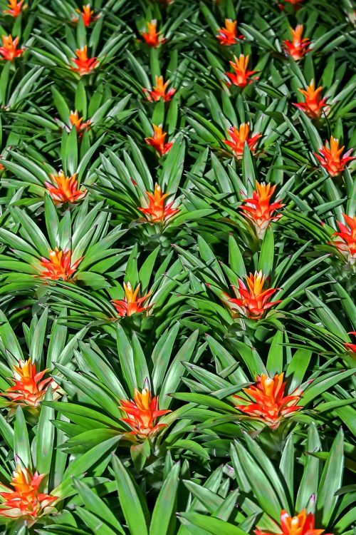 bromeliad plant nature