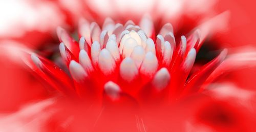 bromeliad guzmania plant