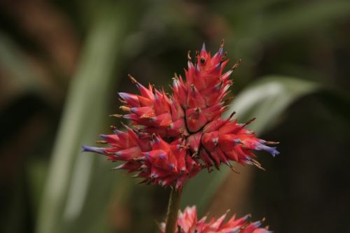 bromeliads flower botanical