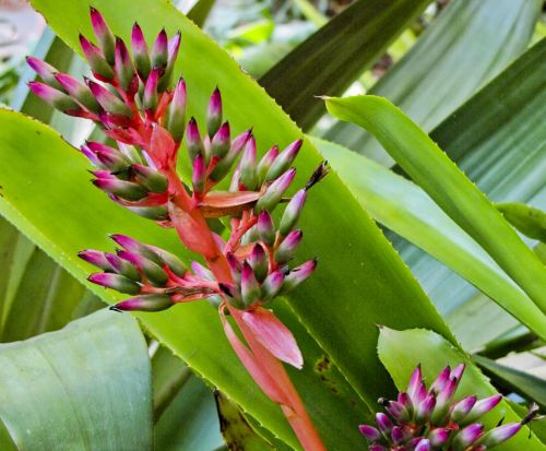 Bromeliads And Green Leaves
