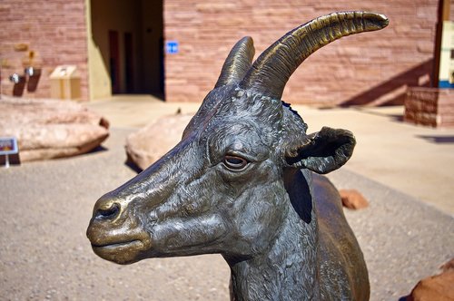 bronze bighorn ewe  bronze  statue
