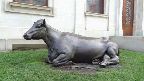 bronze lying cow claudia