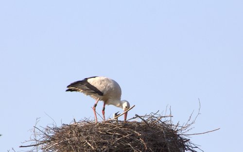 brood care  stork  adebar