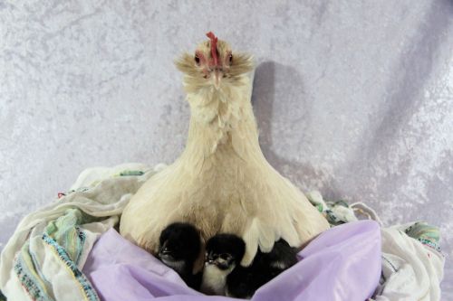 Broody Hen And Chicks