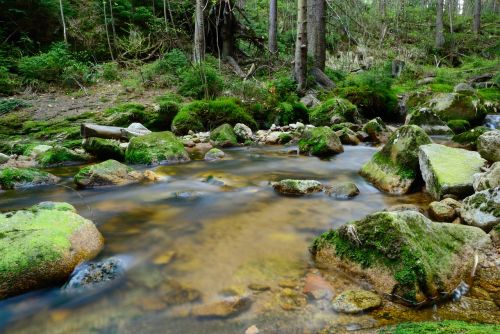 brook forest tree