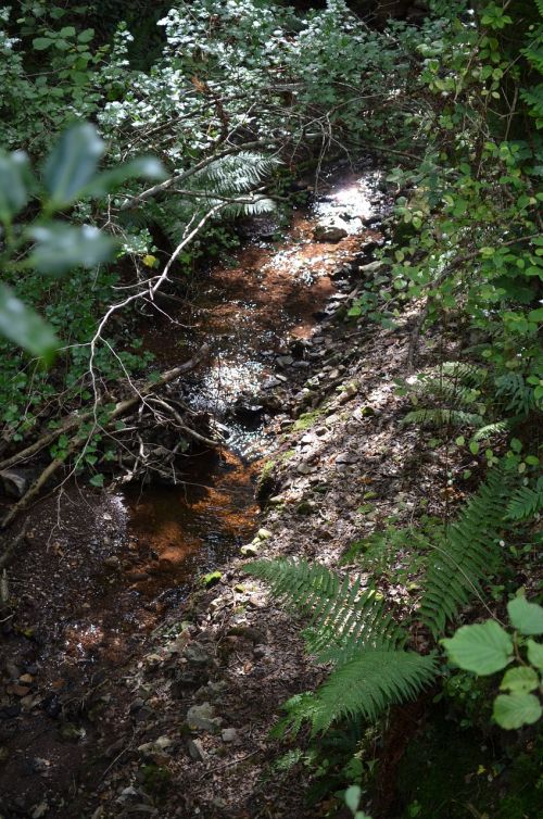 brook water trees