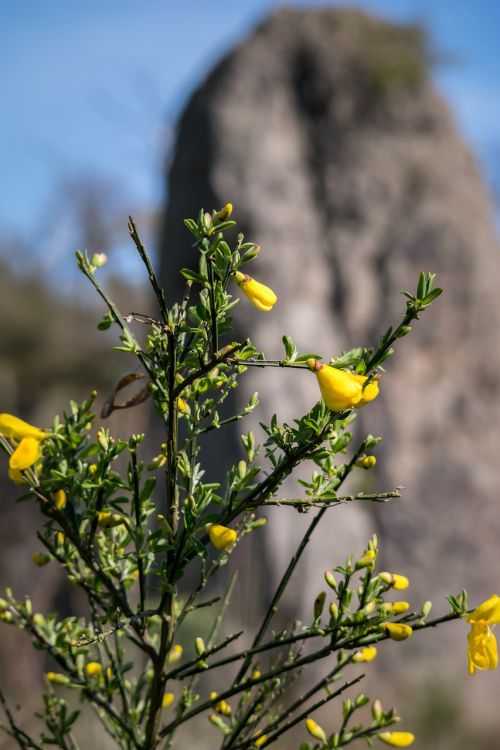 broom rock bud