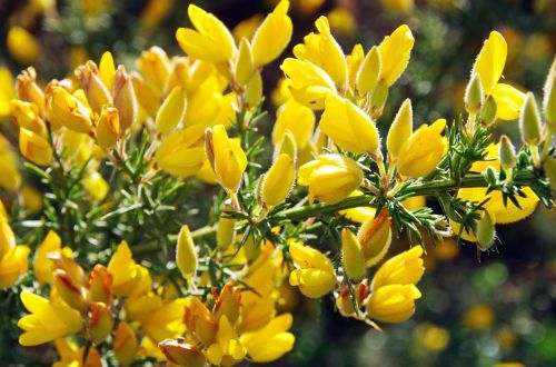 broom yellow yellow flower