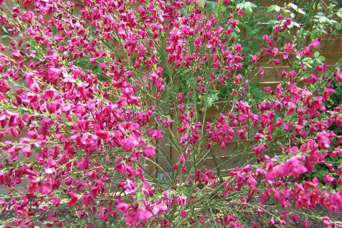 broom red broom gorse in bloom