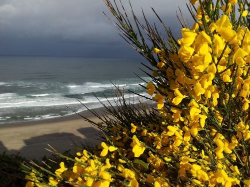 broom sea ocean