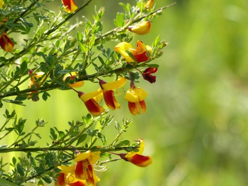 broom yellow blossom