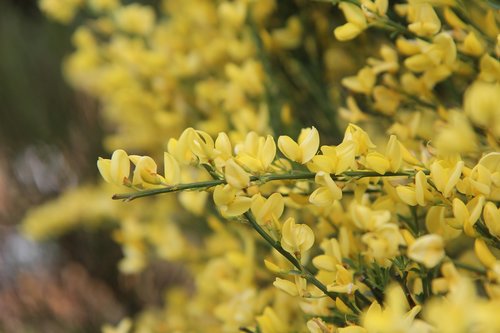 broom  broom yellow  shrub