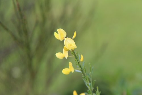 broom  broom yellow  yellow flowers