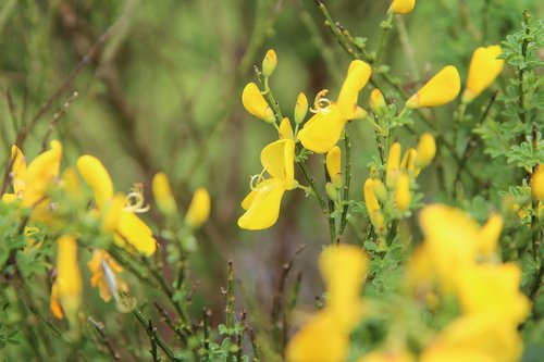 broom  broom yellow  yellow flowers