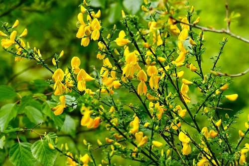 broom  yellow flower  nature