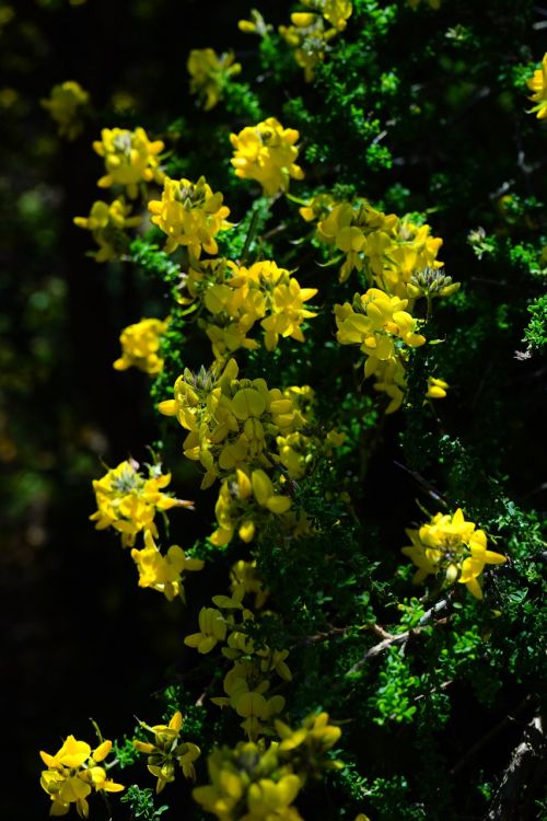broom flowers yellow