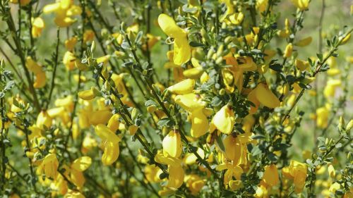 broom nature blossom