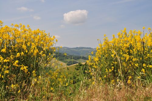 broom sky landscape