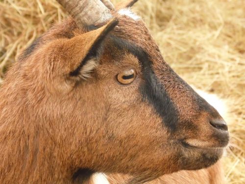 brown goat animal