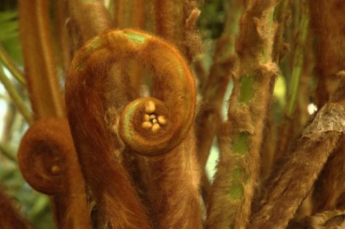 brown fern spring