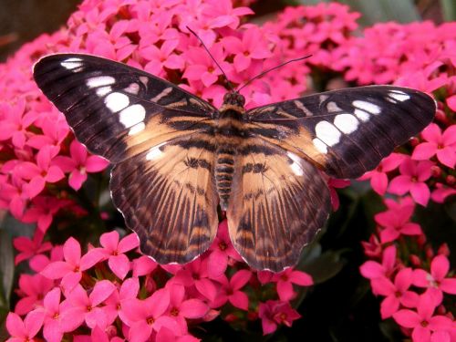 brown clipper butterfly