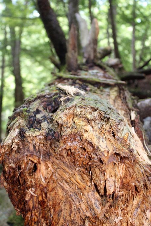 brown fallen tree tree