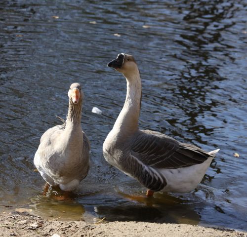 brown geese by water male