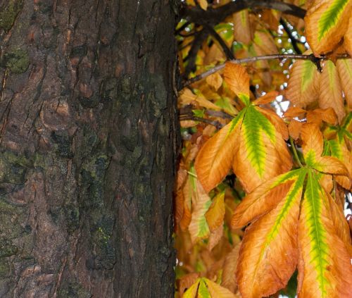 brown tree autumn