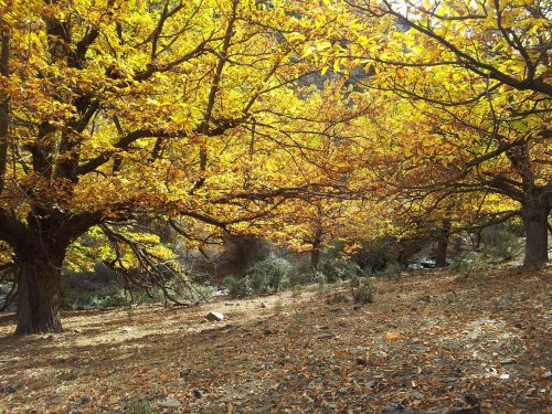 brown autumn nature