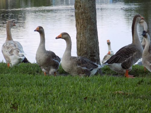 brown geese resting