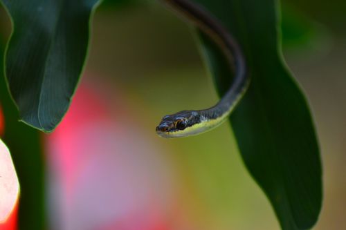 brown little snake