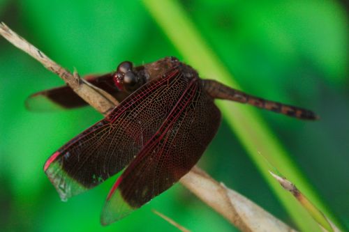 brown dragonfly insect