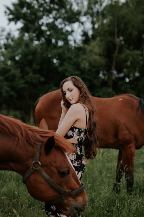 brown horse animal