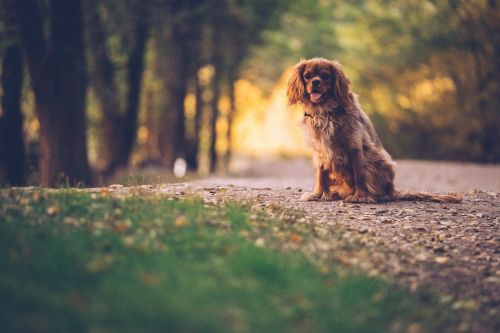 brown hair dog