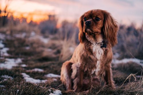 brown hair dog