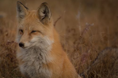 brown fox animal